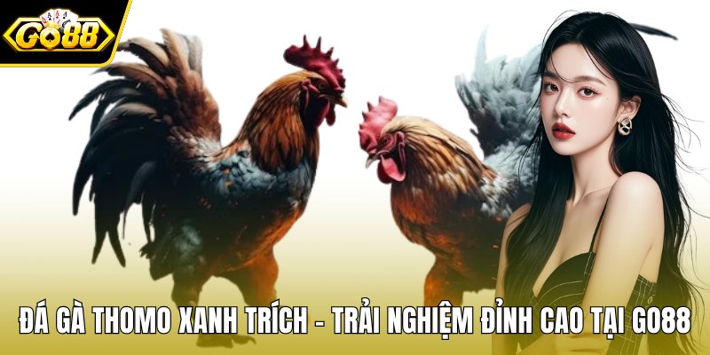 Đá gà Thomo xanh trích