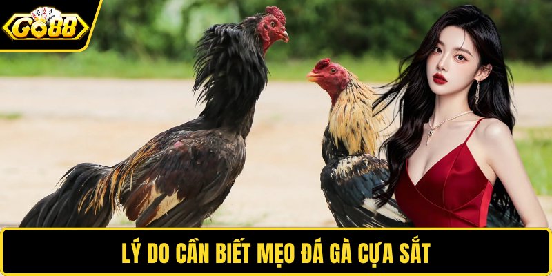 Lý do cần biết mẹo đá gà cựa sắt