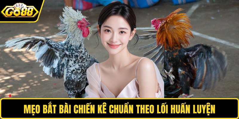 Mẹo bắt bài chiến kê chuẩn xác trong đá gà cựa sắt GO88 theo lối huấn luyện