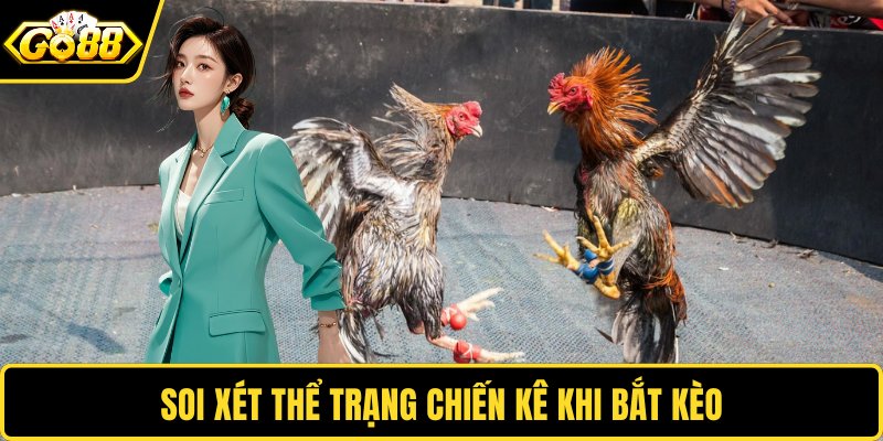 Soi xét thể trạng chiến kê khi bắt kèo