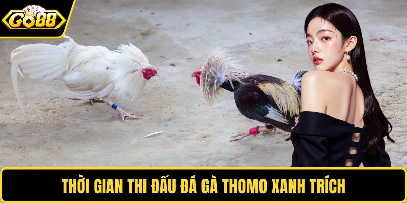 Thời gian thi đấu đá gà Thomo xanh trích
