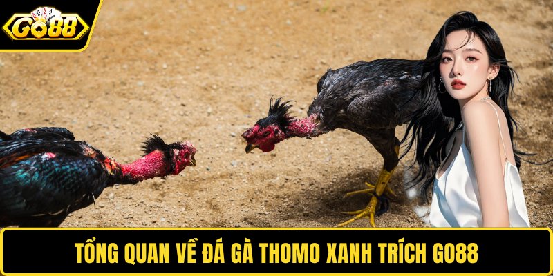 Tổng quan về đá gà Thomo xanh trích GO88
